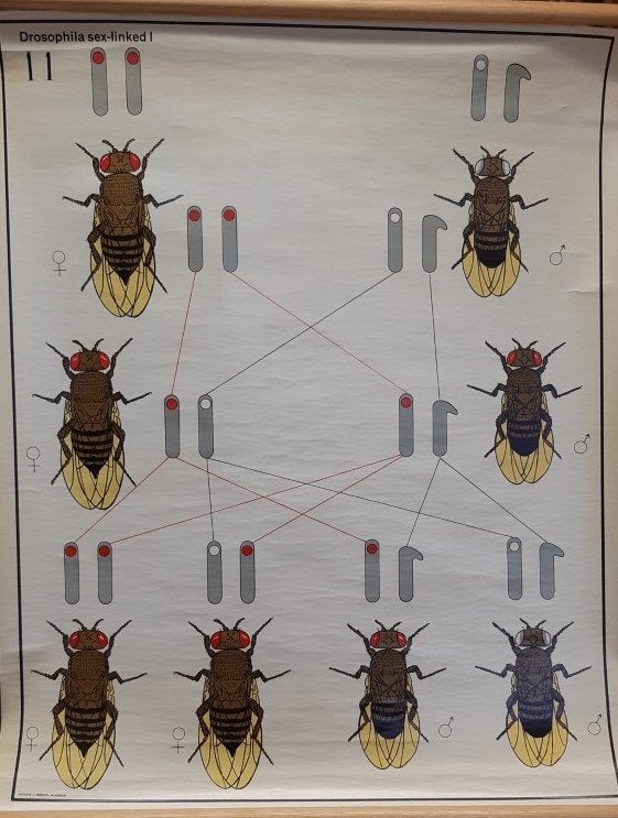 Oude schoolkaarten Biologie over thema Erfelijkheidsleer, Antiek en Kunst, Antiek | Schoolplaten, Ophalen, Natuur en Biologie