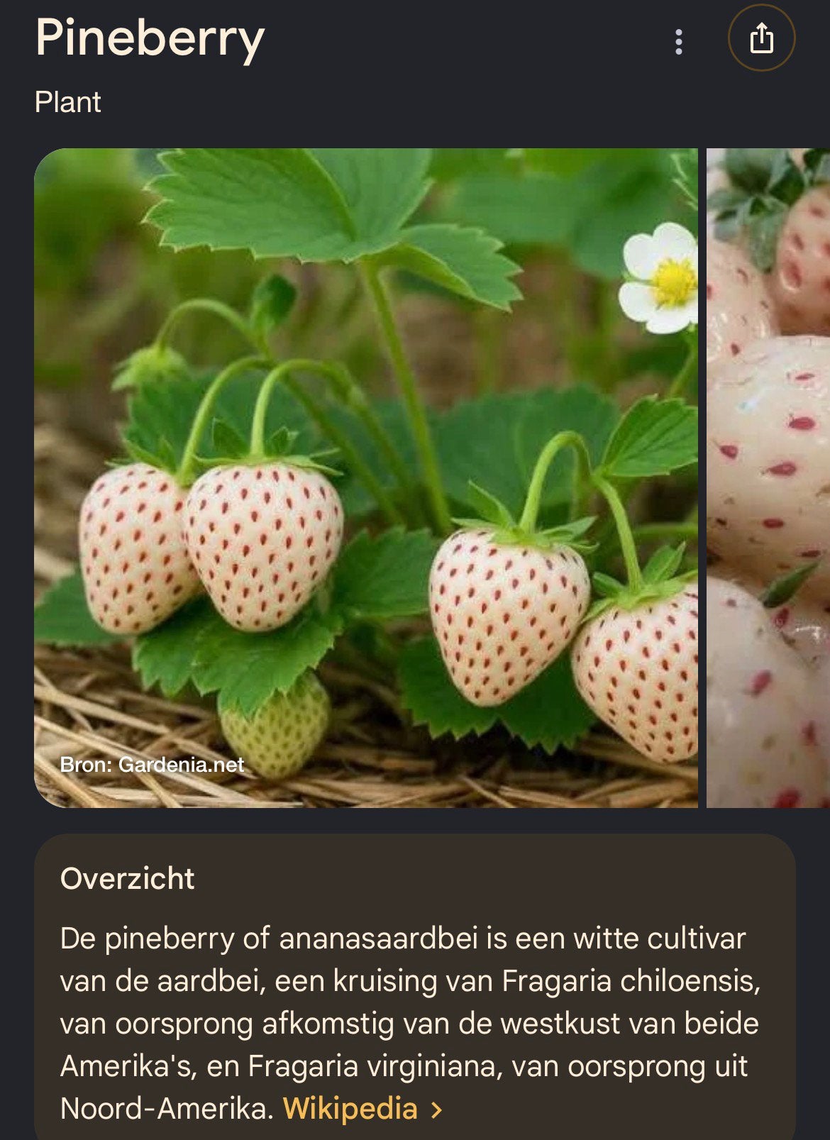 Pineberry ananasbijtjes, Tuin en Terras, Ophalen, Minder dan 100 cm, Overige soorten, Zomer