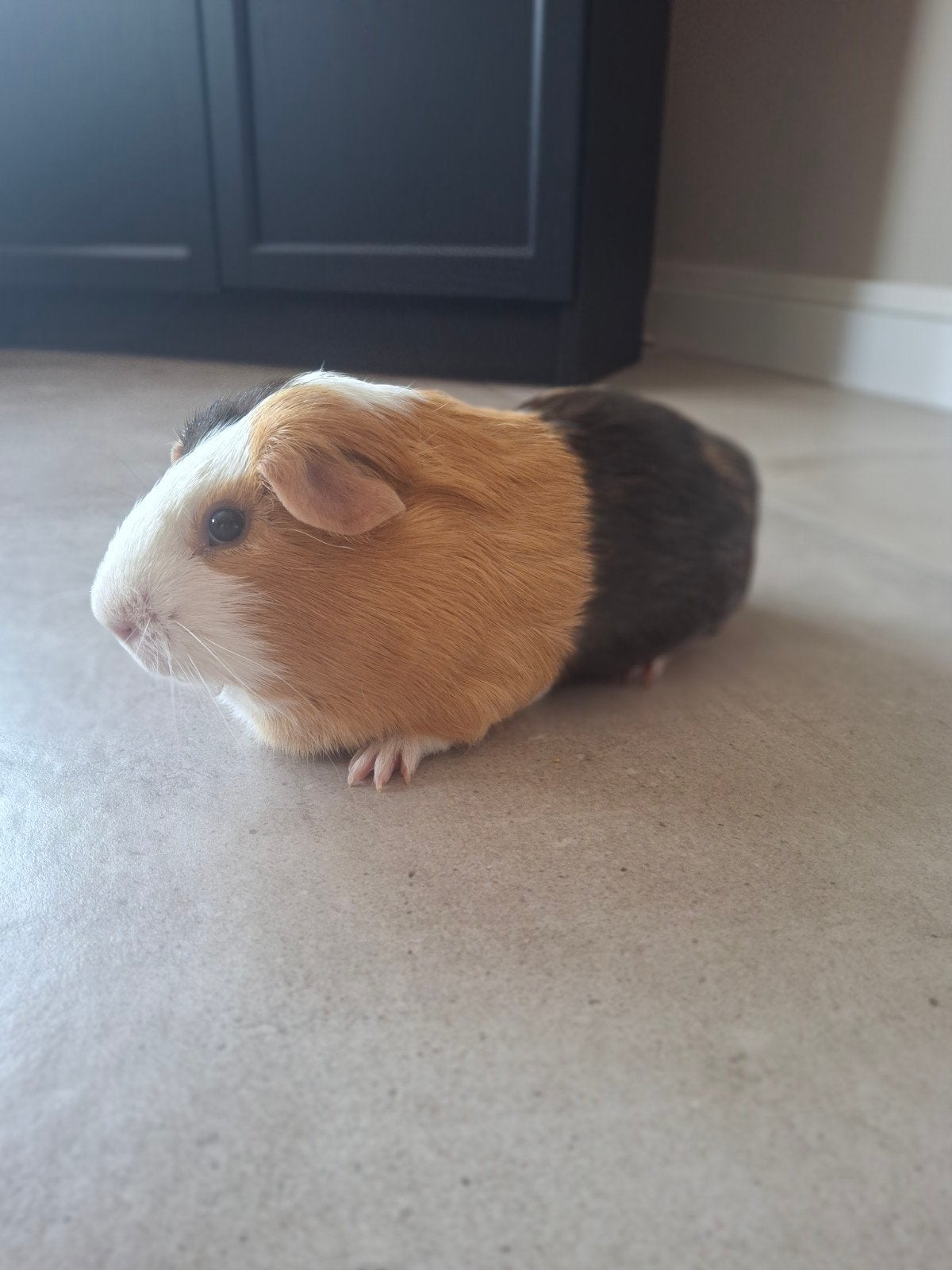 Beide cavia's (beertjes) zijn opzoek na een nieuw huisje, Mannelijk, Tam, Maart, Cavia