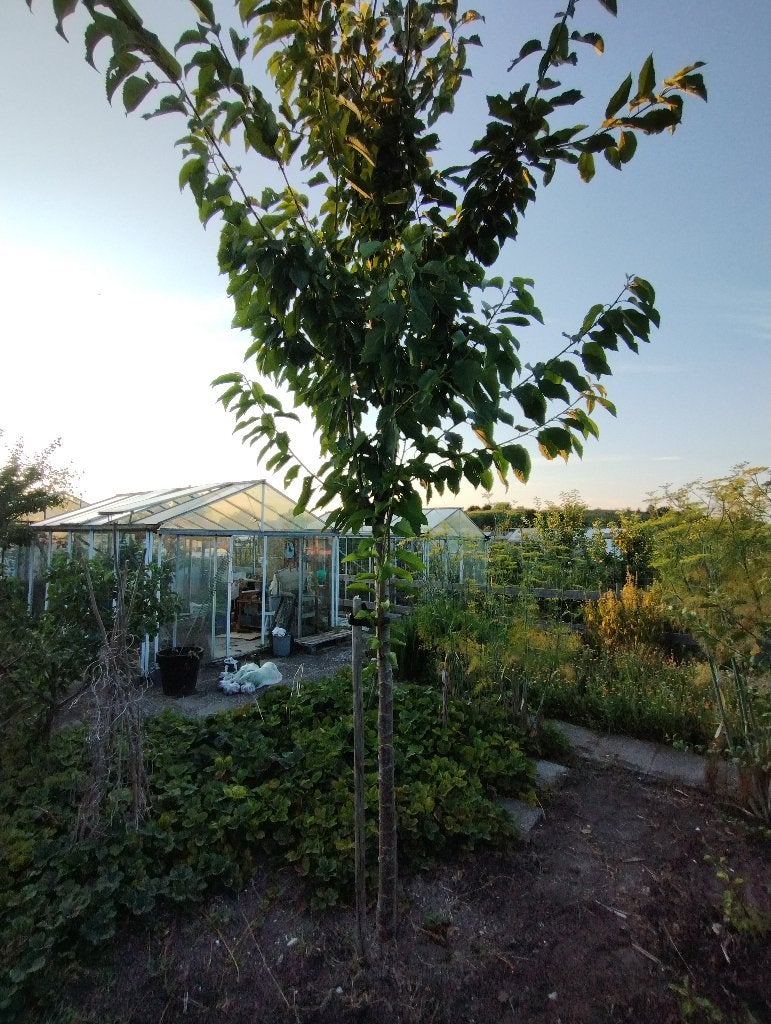 Kersenboom Hoogstam Kersen Boom, Ophalen, 100 tot 250 cm, Kersenboom