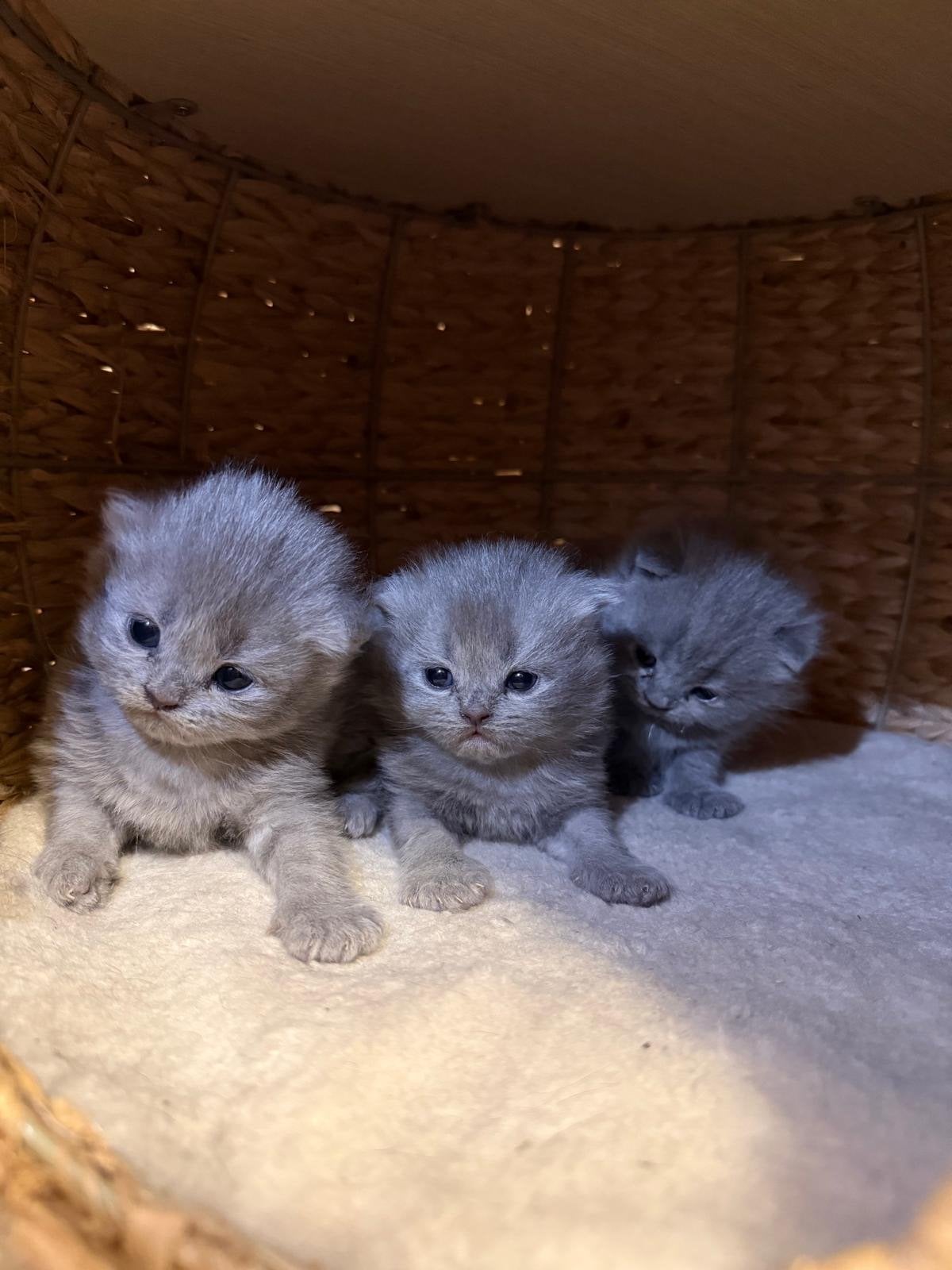 Lichtgrijze scottish fold lang haar kitten