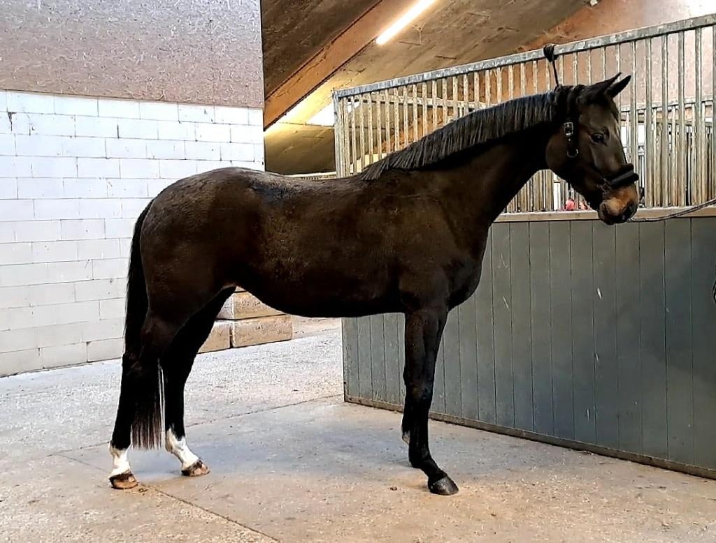Goed bewegende 3jr merrie, top karakter, lage prijsklasse, Merrie, Met stamboom, Dressuurpaard, 3 tot 6 jaar