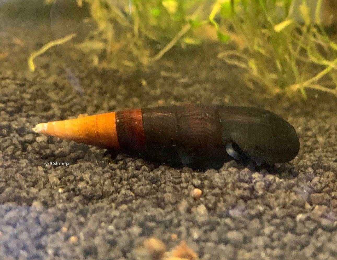 Faunus sp. Cappucchino - Aquarium slakken - slak, Dieren en Toebehoren, Slak of Weekdier, Zoetwatervis