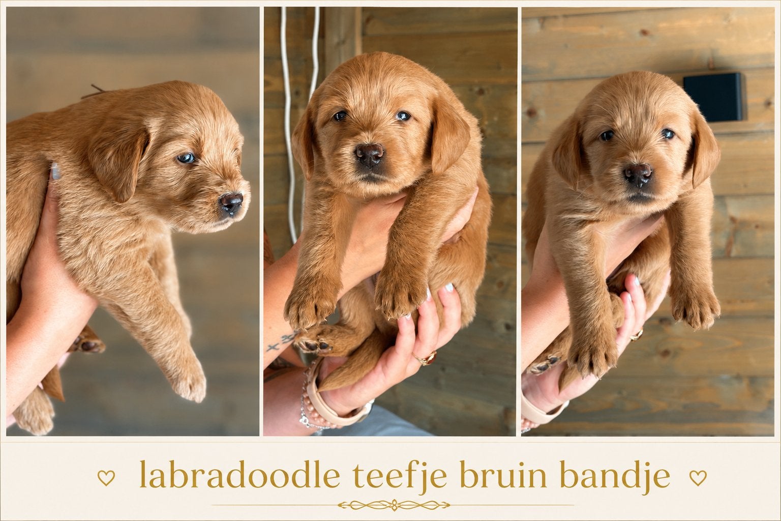 Nog 5 exclusive dudley labradoodle teef & 1 reu medium size, Dieren en Toebehoren, Overige rassen, 8 tot 15 weken, Parvo, Meerdere