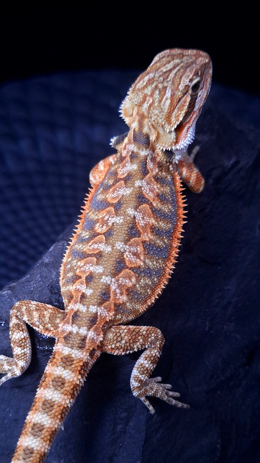 50% Red Monster Purple Tiger Baardagaam Triple het., Dieren en Toebehoren, Reptielen en Amfibieën, Hagedis, 0 tot 2 jaar