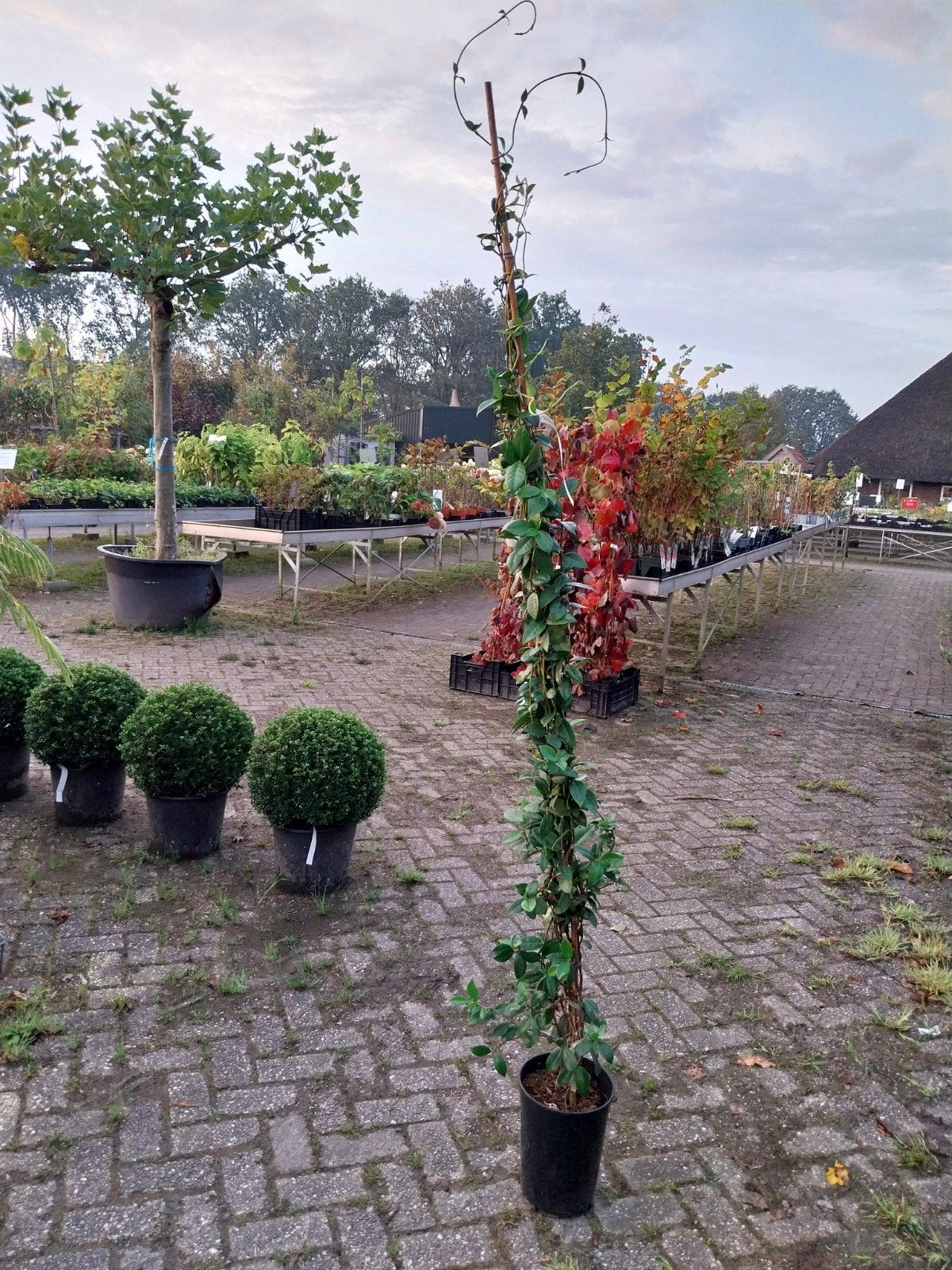 Toscaanse Jasmijn - Sterke Klimplant 180 cm hoog, Ophalen, Volle zon, Vaste plant, Klimplanten