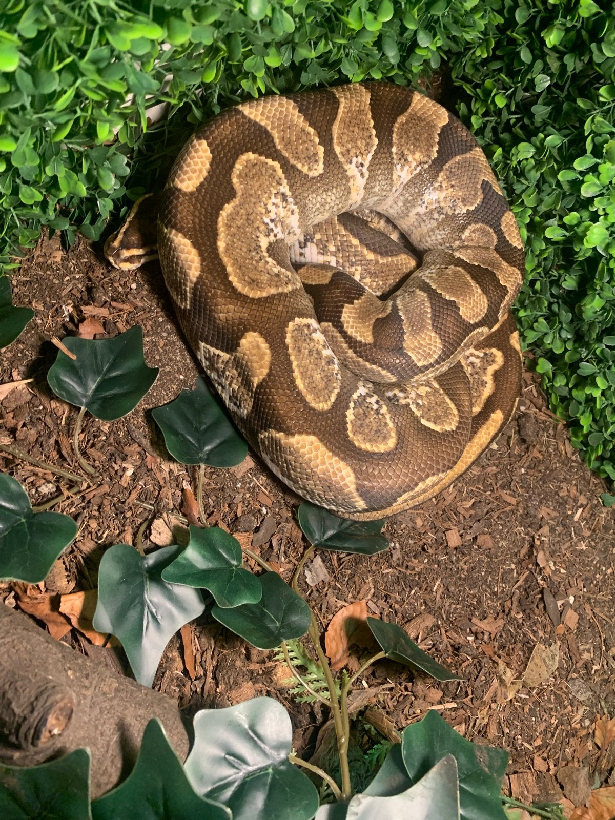 Konings Python, Slang, Tam, 7 tot 10 jaar