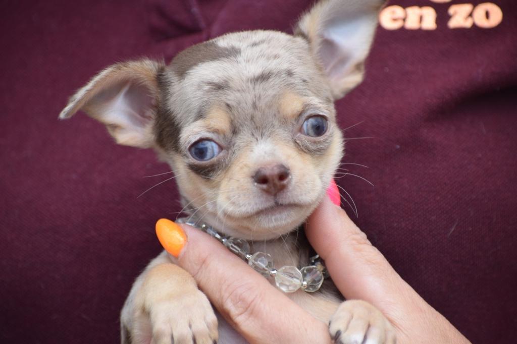 Chihuahua pups mooie keuze, 15 weken tot 1 jaar, Buitenland, Parvo, Meerdere