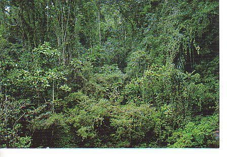 Ansichtkaart	Apeldoorn	Apenheul	Natuurpark Berg en Bos, Verzamelen, Ansichtkaarten | Nederland, Verzenden, 1960 tot 1980, Ongelopen