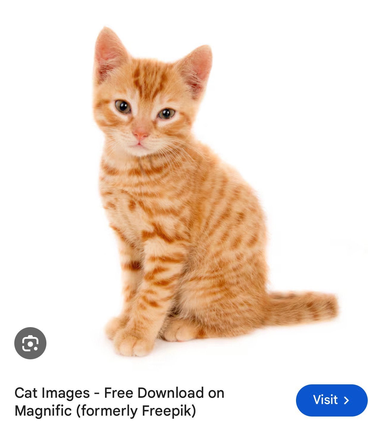 Gezocht kitten of katten, Dieren en Toebehoren, Katten en Kittens | Raskatten | Korthaar, Kater, 0 tot 2 jaar