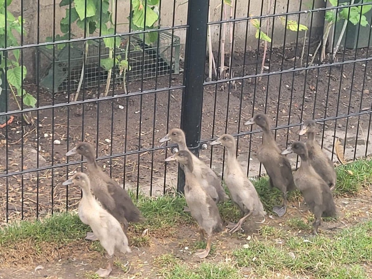 Loopeendjes, Dieren en Toebehoren, Meerdere dieren, Eend