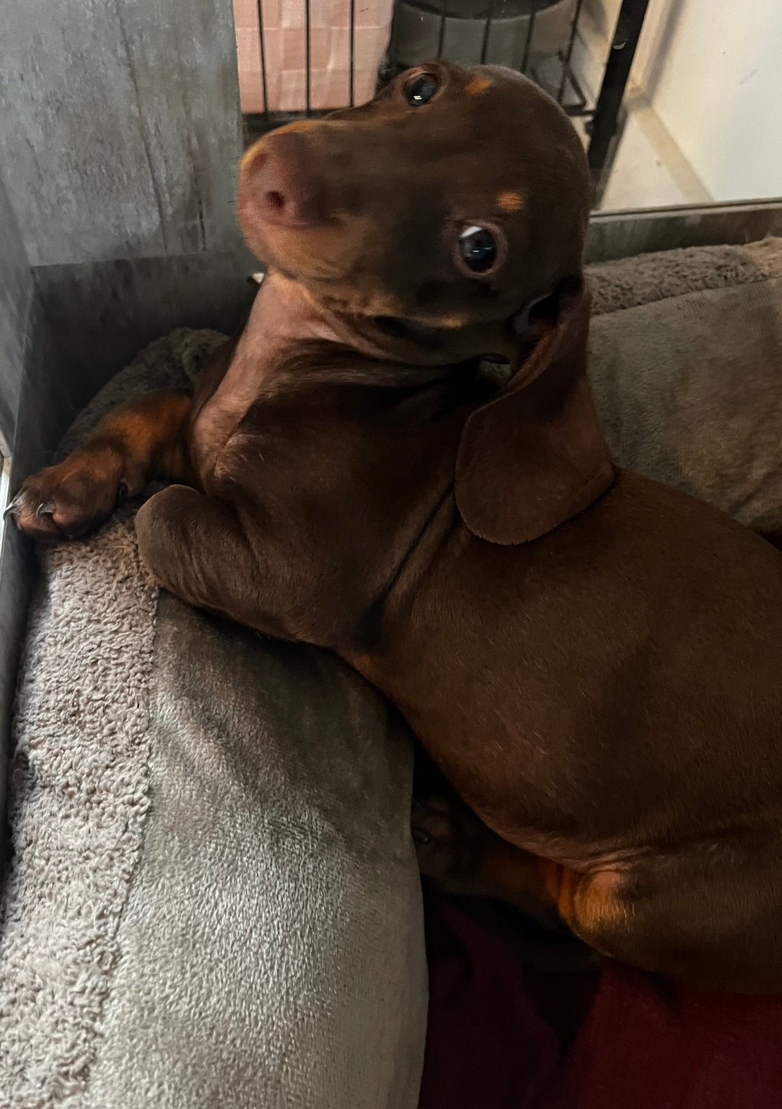 Teckel kaninchen  reutje choco tan, Dieren en Toebehoren, Kaninchen, België, Particulier, Reu