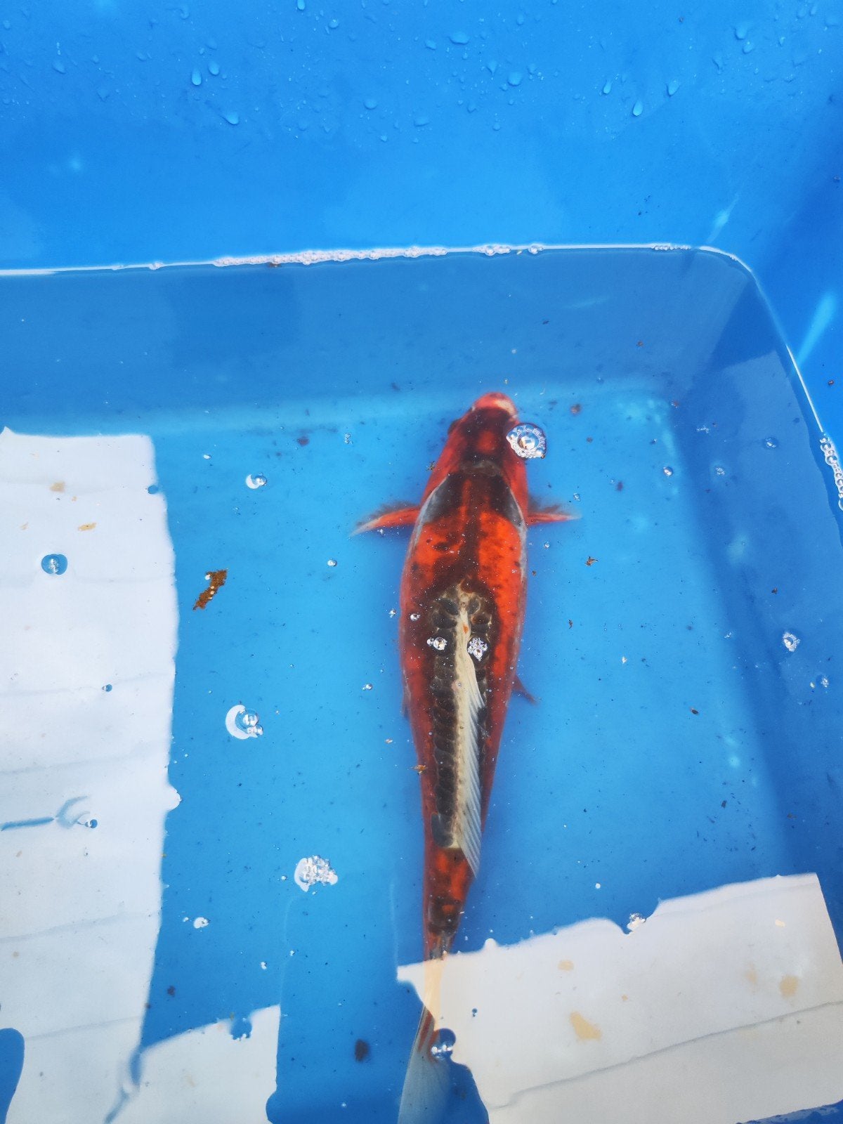 koi #1, Dieren en Toebehoren, Karper of Koi