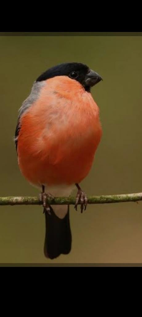 Te koop gevraagd noorse goudvink, Mannelijk, Wildzangvogel