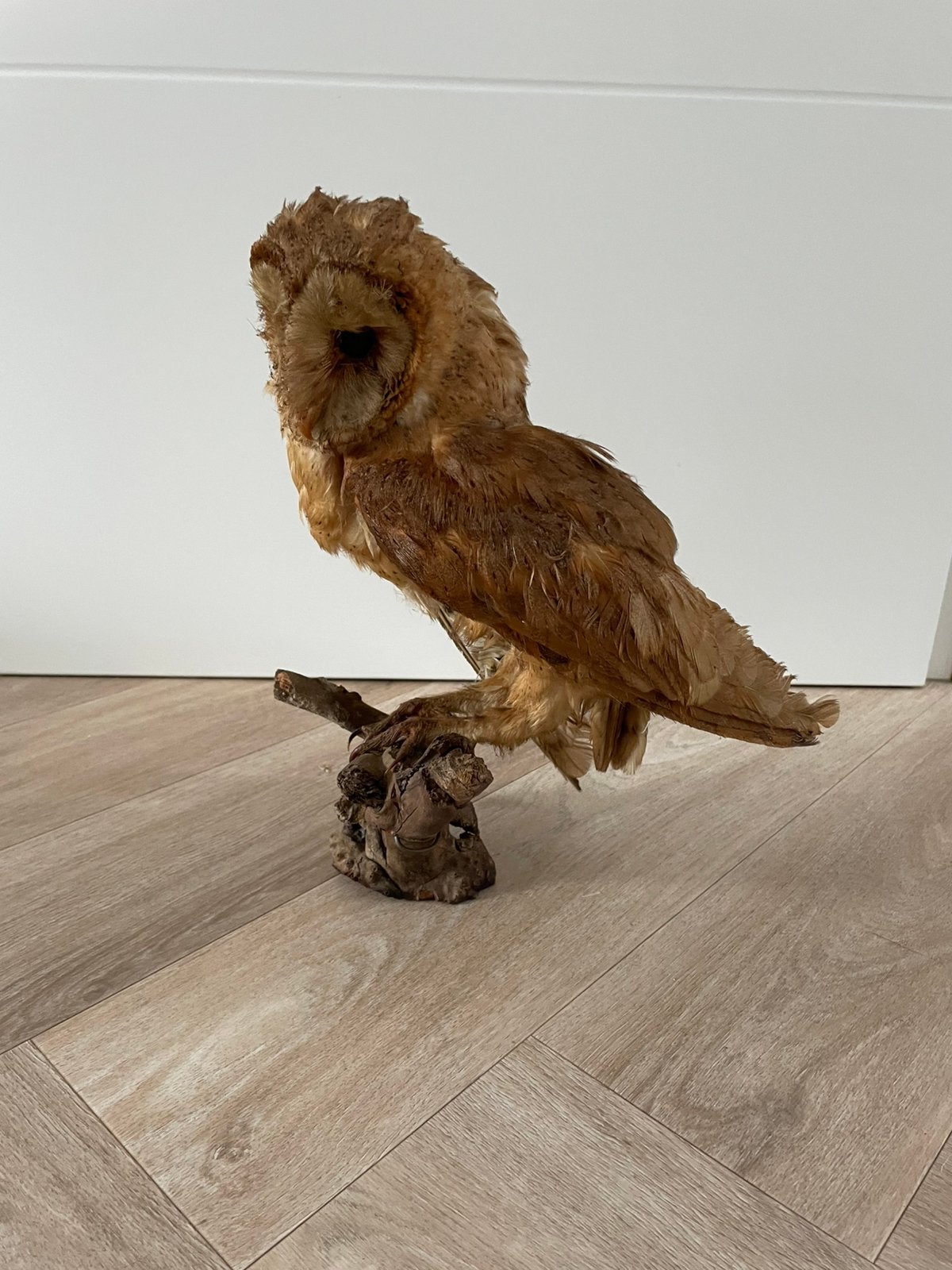 Opgezette kerkuil, Ophalen, Zo goed als nieuw, Vogel, Opgezet dier