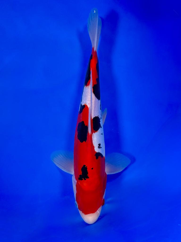 Beni Kumonryu Kawakami | 30–35 cm | Japanse koi, Karper of Koi