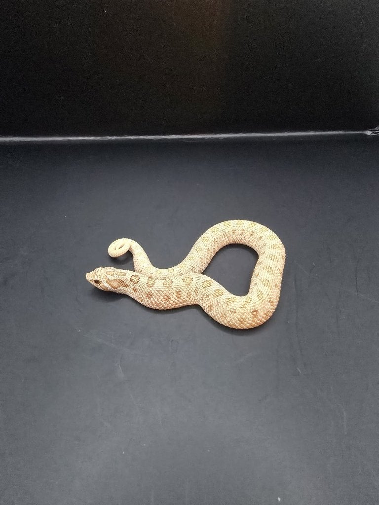heterodon nasicus (haakneus) Hognose Snake photo 4