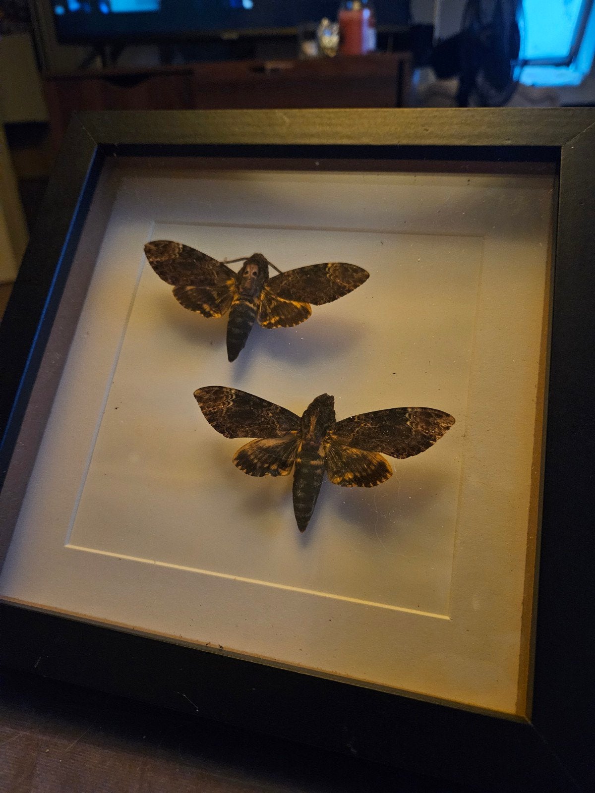 Opgezette doodskopmotten in lijst - 22x22 cm, Verzenden, Insect, Opgezet dier