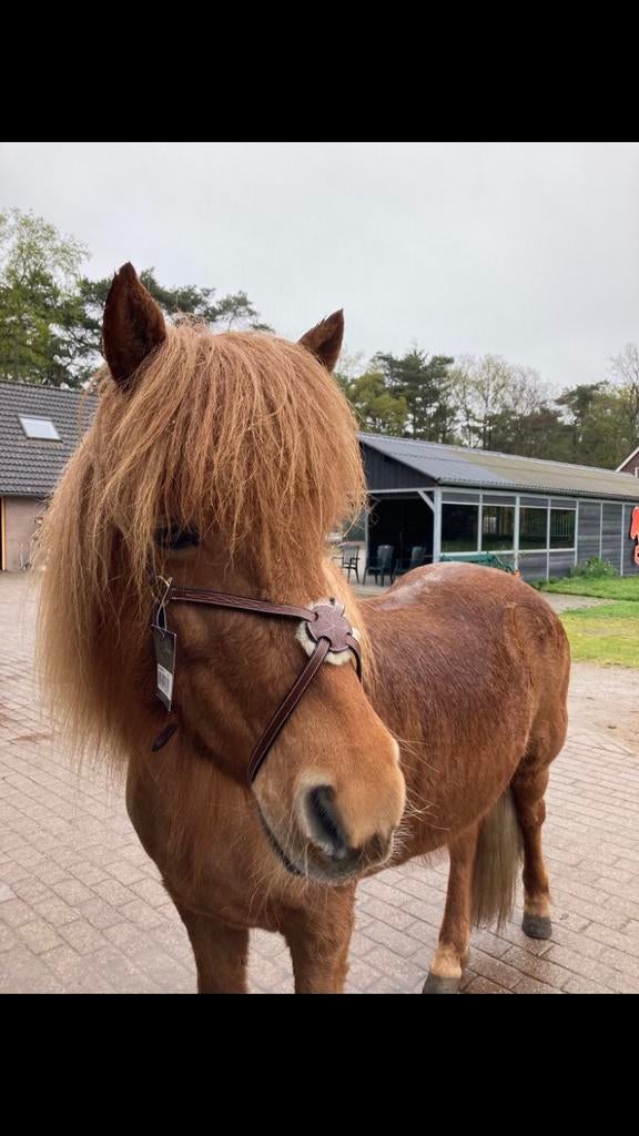 Mexicaanse neusriem maat pony, Dieren en Toebehoren, Paarden en Pony's | Hoofdstellen en Tuigage, Ophalen of Verzenden, Nieuw
