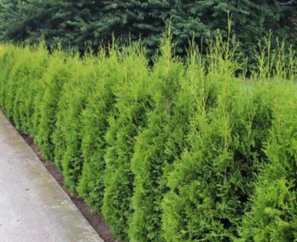 Coniferen + kluit 200-225 AANBIEDING, Tuin en Terras, Planten | Bomen, Ophalen of Verzenden, Volle zon, Overige soorten, 100 tot 250 cm