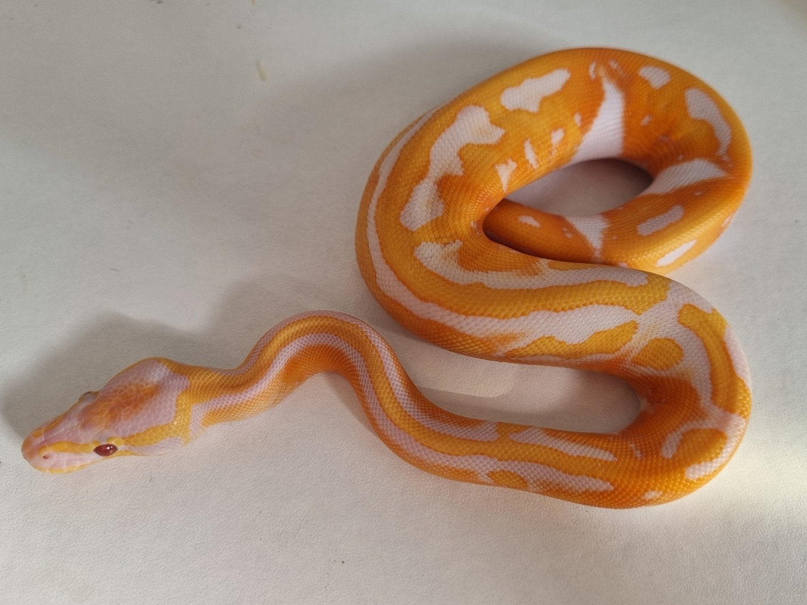 1.0 black head dreamsicle koningspython Ball Python photo 3