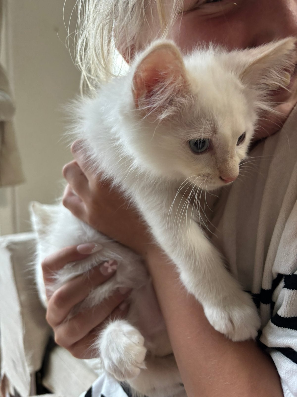 Knappe ragdoll kittens, Meerdere dieren, Ontwormd
