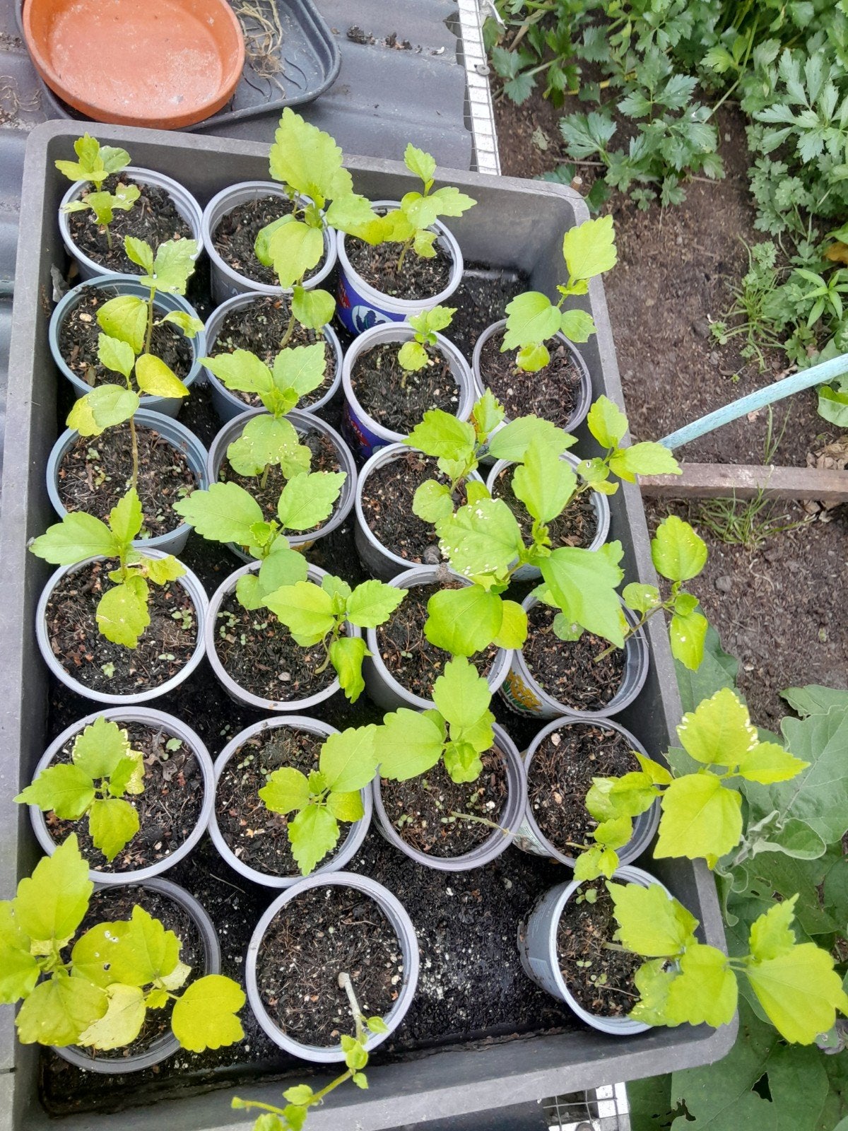 Hibiscus, Tuin en Terras, Vaste plant, Halfschaduw, Zomer, Ophalen
