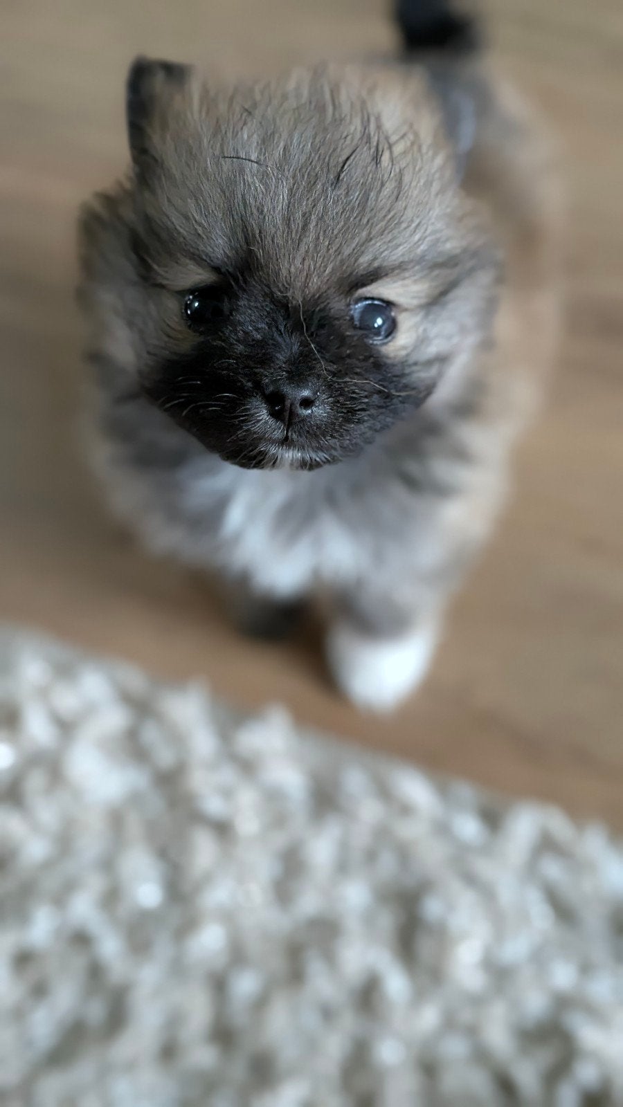 Pomeriaan dwergkees puppy's, extra klein mini formaat., Dieren en Toebehoren, Keeshond, Teef, Meerdere, Nederland