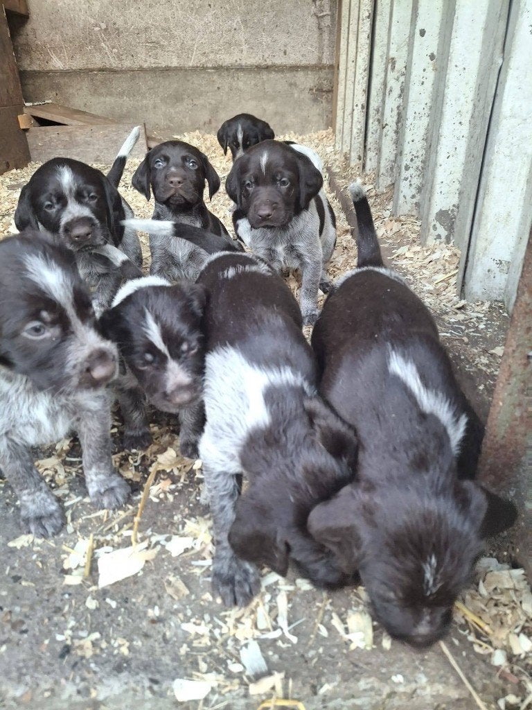 Pups Duitse Staander, Duitse Staande hond, België, Particulier, Parvo