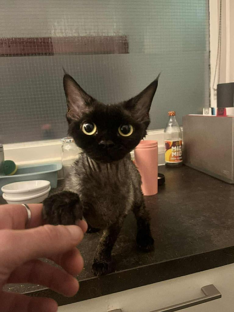 Devon Rex Female Cat, Poes, Met stamboom, 0 tot 2 jaar
