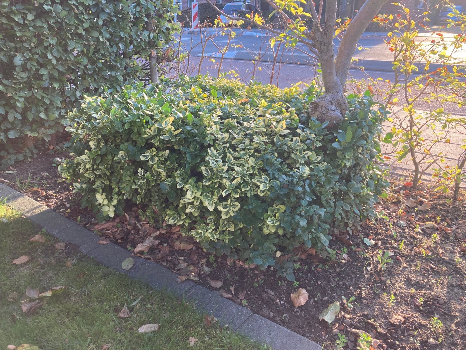 kardinaalsmuts (Euonymus fortunei), Tuin en Terras, Ophalen, Overige soorten, Struik, Minder dan 100 cm