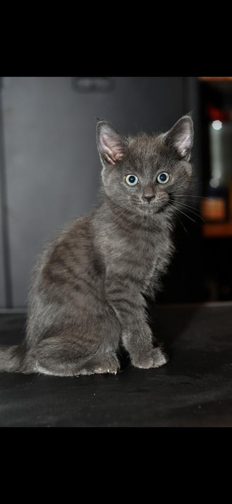 X britse korthaar 8 weken, Dieren en Toebehoren, Katten en Kittens | Raskatten | Korthaar