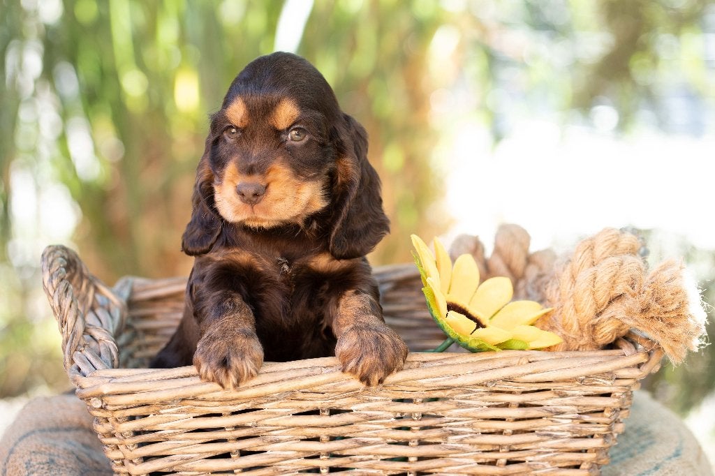 engelse cocker spaniel pups met stamboom, 8 tot 15 weken, Meerdere, Meerdere dieren, Spaniël