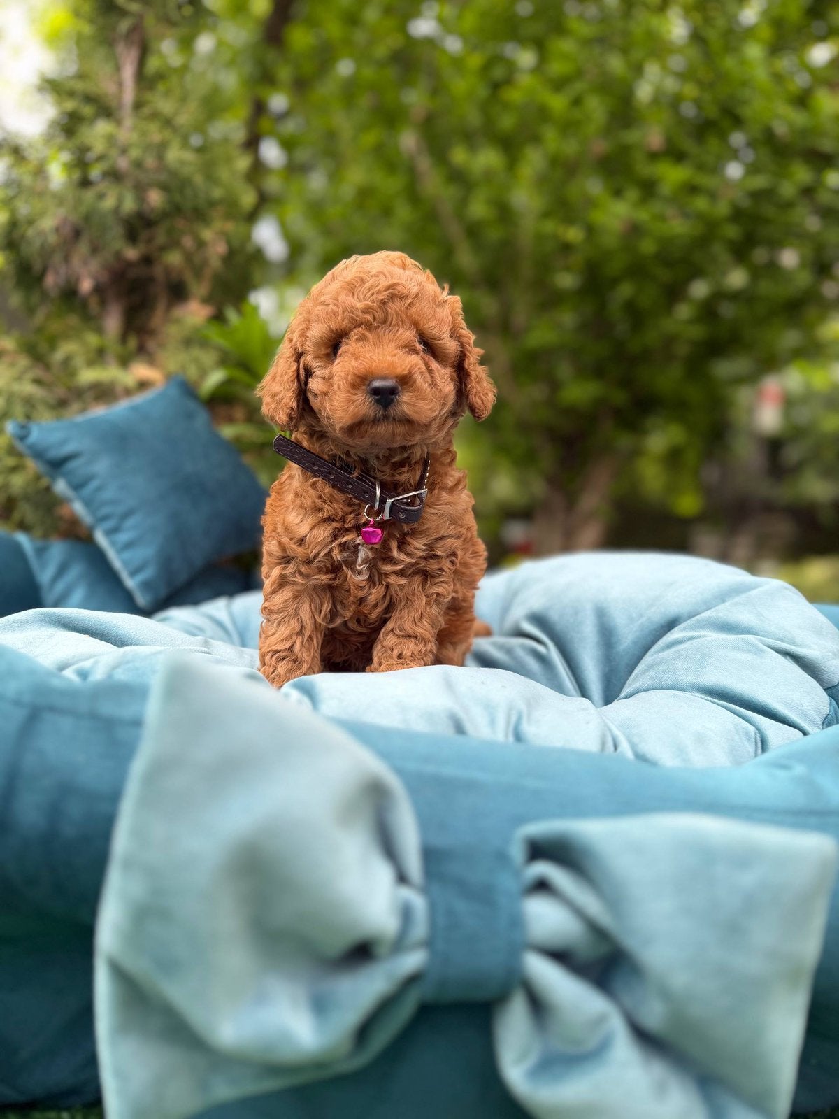 Toy Poodel | Toy Poodle Charlie️, Dieren en Toebehoren, Honden | Chihuahua's en Gezelschapshonden, Poedel, Reu, 8 tot 15 weken
