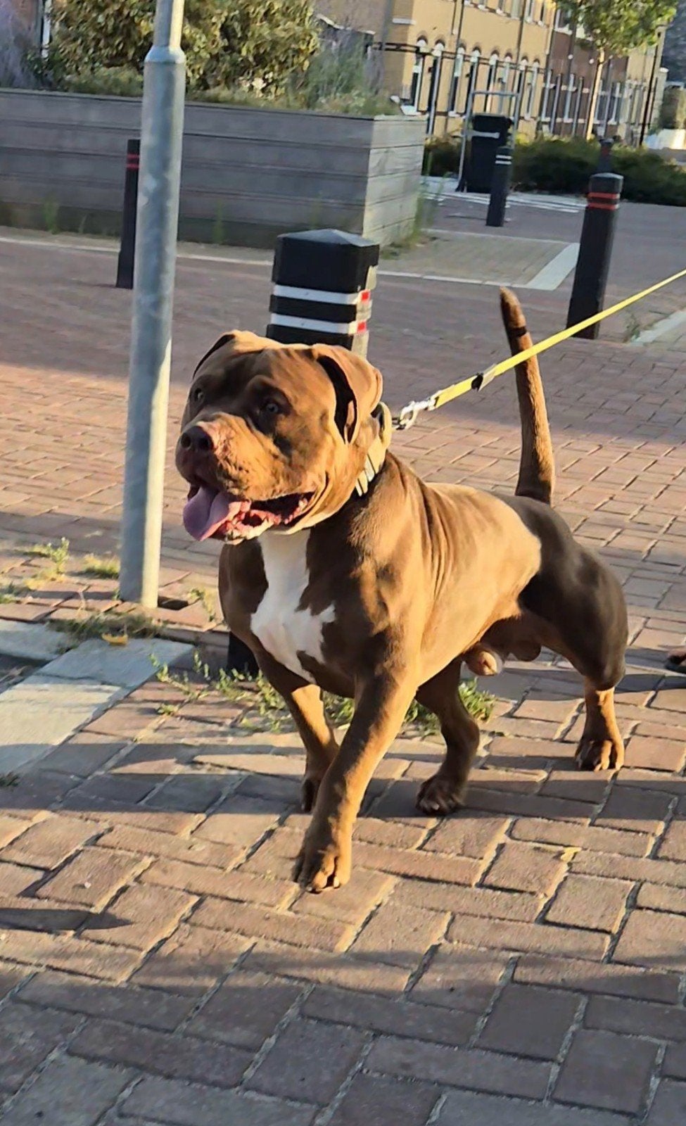 American bully xl dekreu, Parvo, 1 tot 2 jaar, Eén hond, Nederland