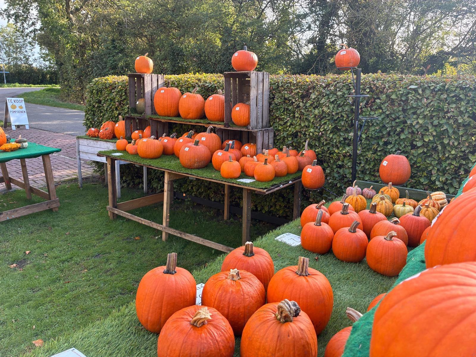 Halloween Pompoenen, Ophalen, Nieuw