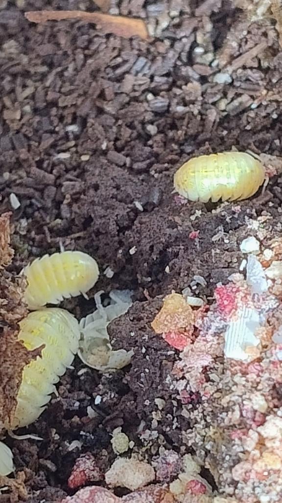 Isopods, Dieren en Toebehoren, Overige soorten