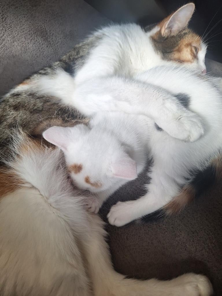 Kitten, Poes, 0 tot 2 jaar