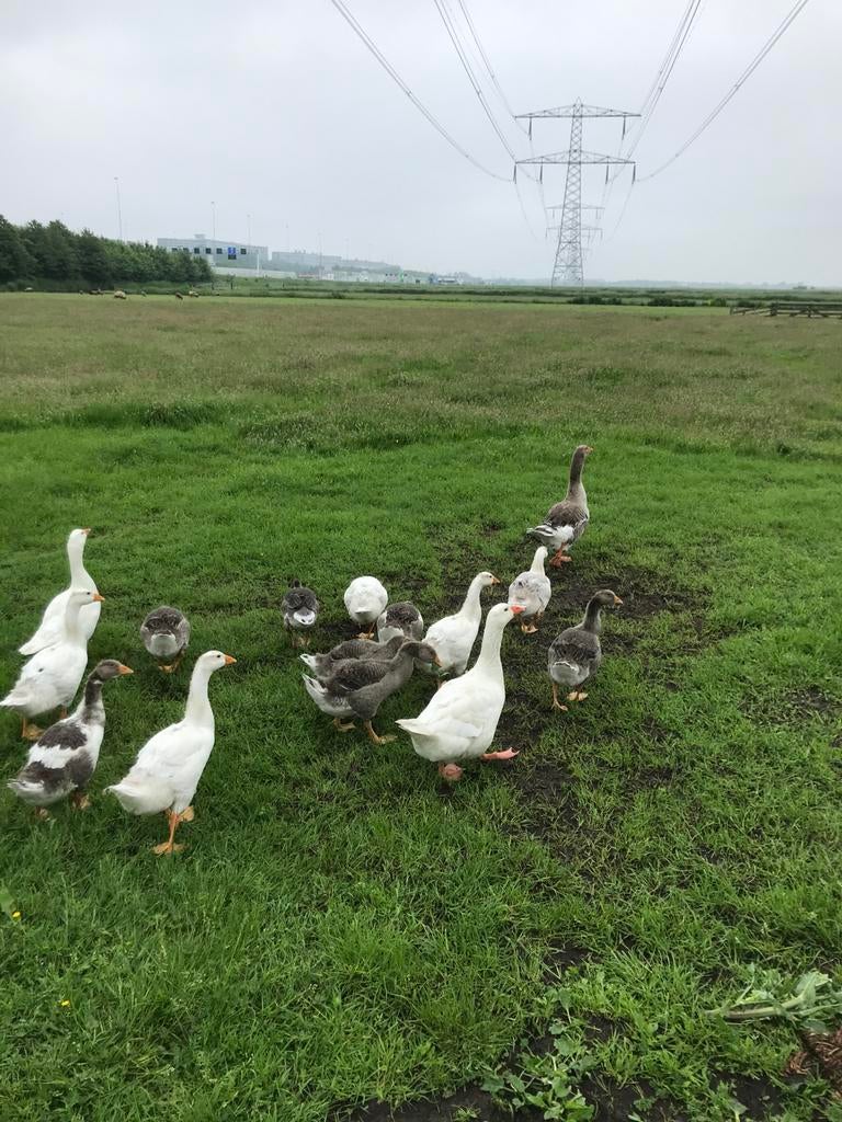 Grauwe gans kuikens., Dieren en Toebehoren, Pluimvee, Meerdere dieren, Gans of Zwaan