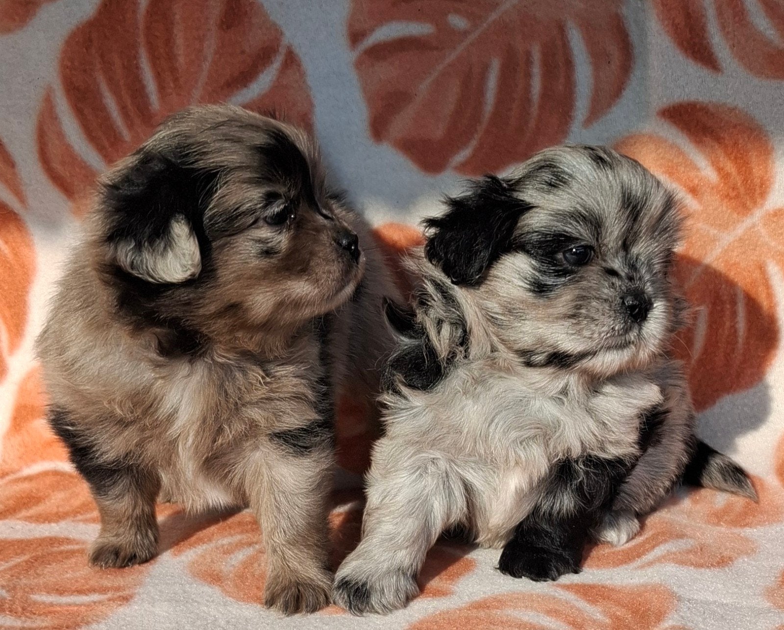 prachtige unieke Shiranian (F1) pups (Shih Tzu x Pomeriaan), Overige rassen, 8 tot 15 weken, Meerdere, Meerdere dieren