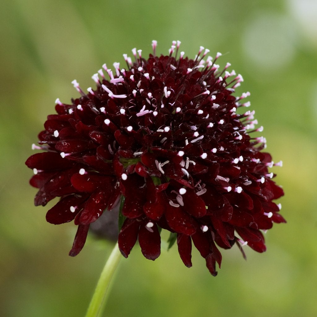 Zaden duifkruid zwart (Scabiosa atropurpurea Black Night), Ophalen of Verzenden, Voorjaar, Volle zon, Zaad