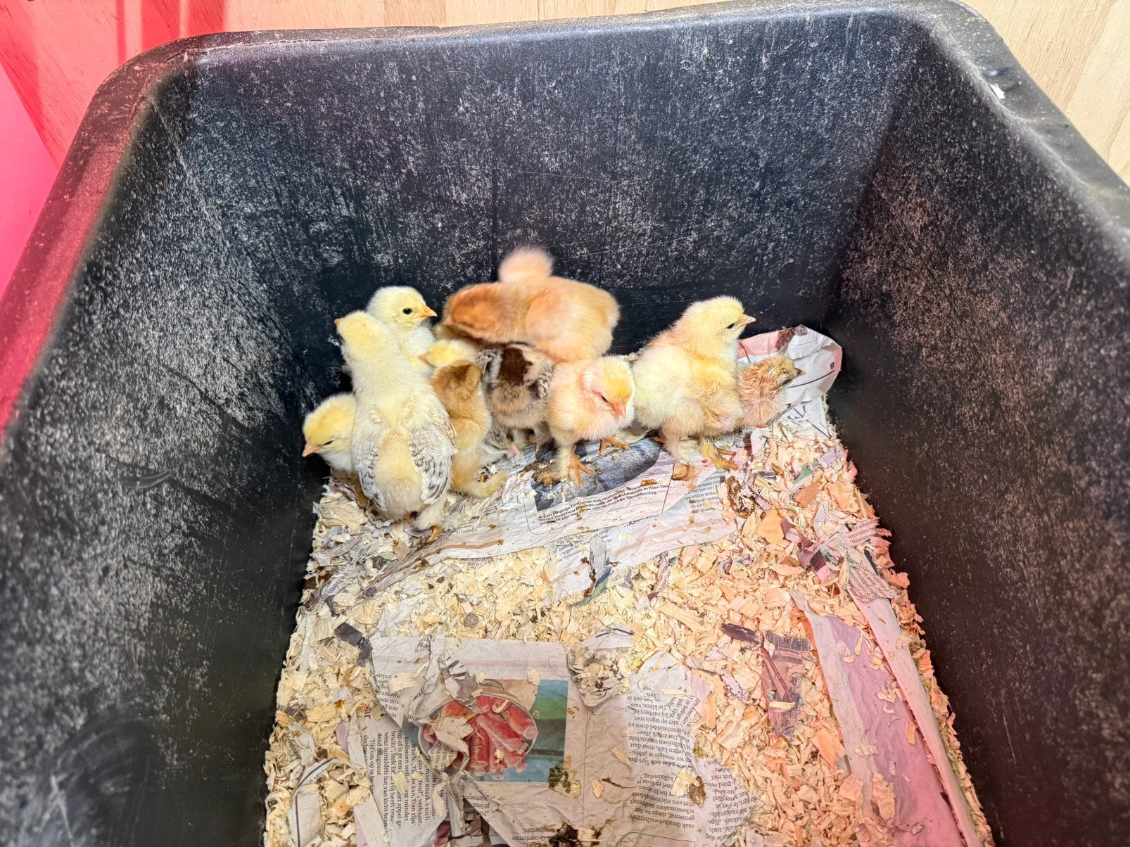 Brahma groot kuikens, Dieren en Toebehoren, Pluimvee, Geslacht onbekend, Kip