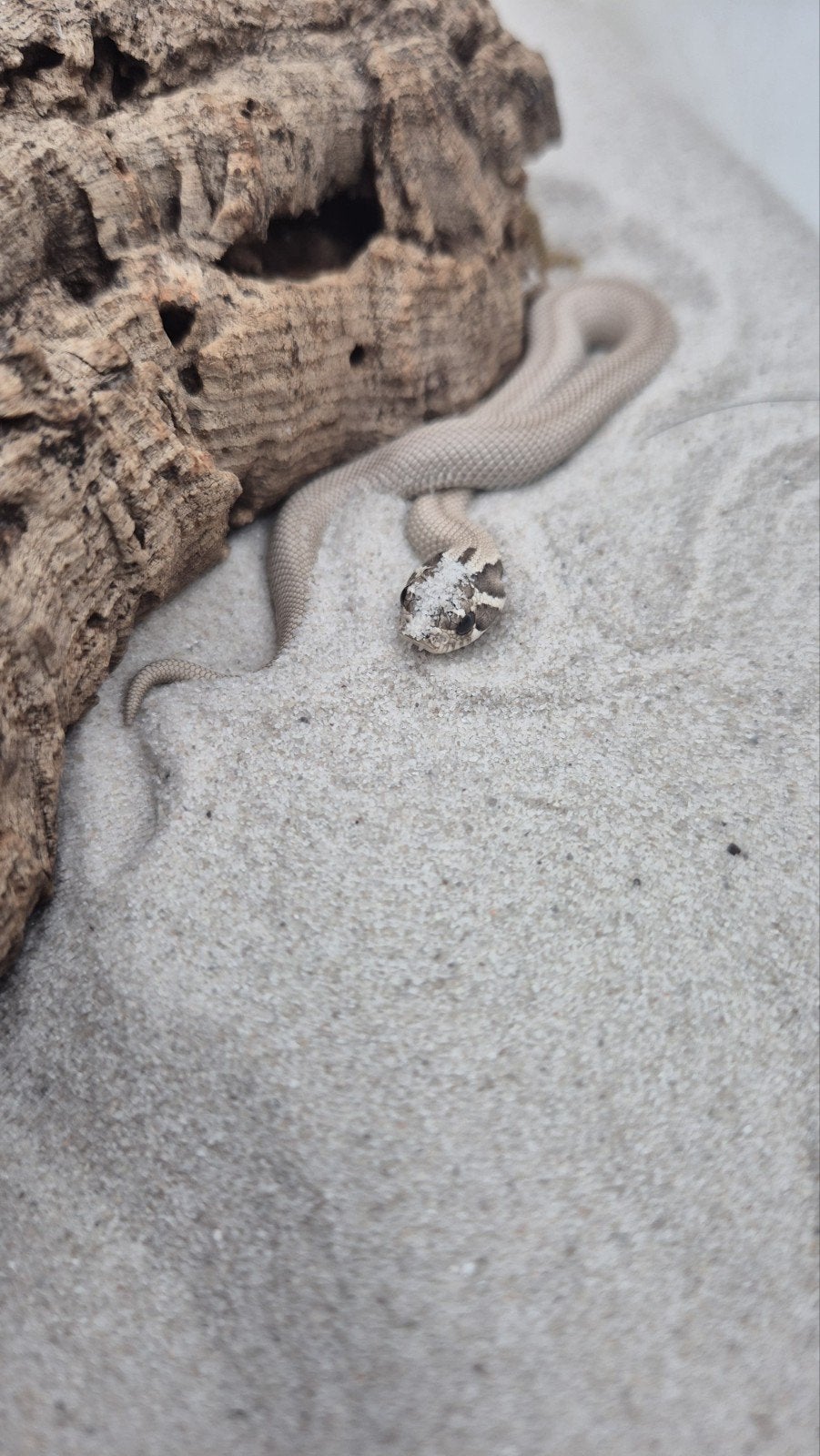 Haakneusslang het snow Hognose Snake photo 2