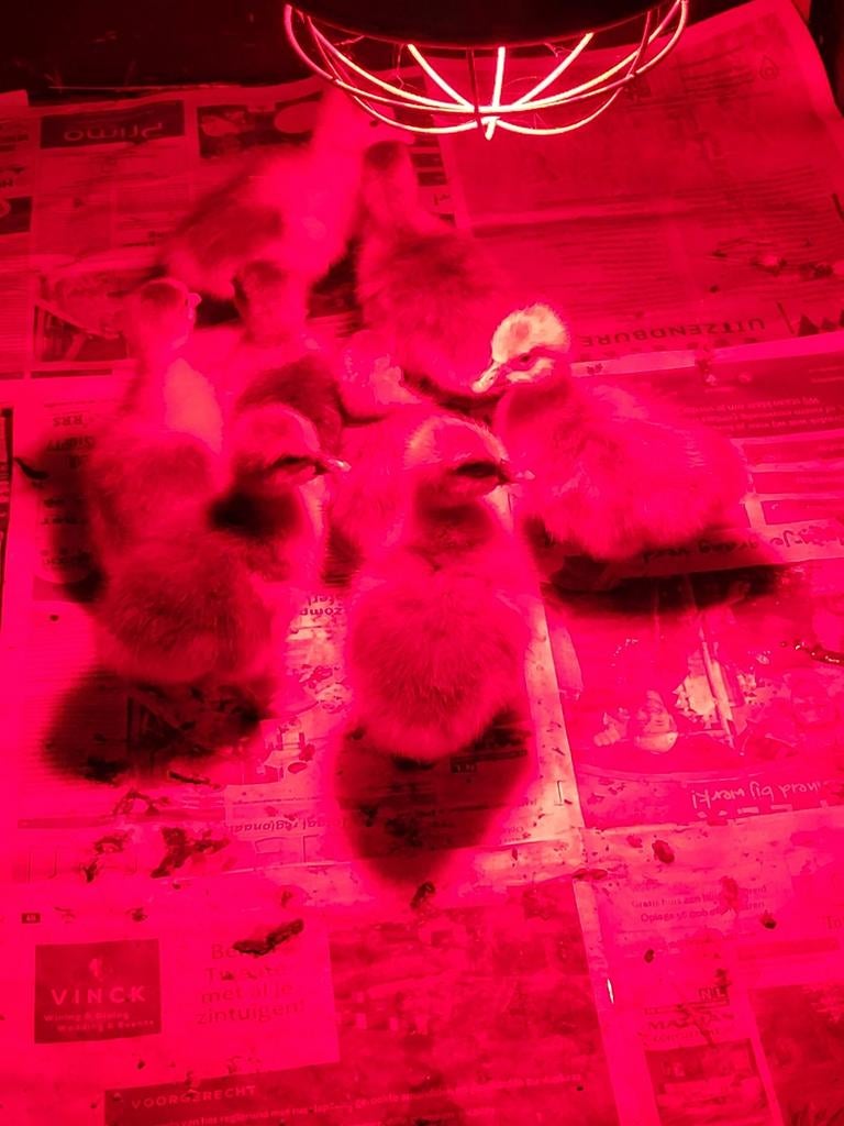 Ganzen kuikens, Dieren en Toebehoren, Pluimvee, Meerdere dieren, Gans of Zwaan