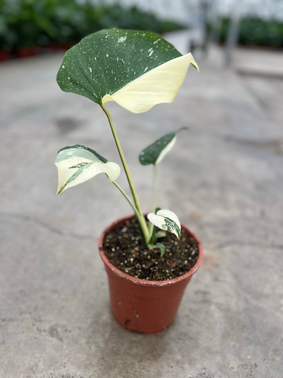 Monstera Deliciosa Variegata - Zeldzame Kamerplant, Ophalen, Overige soorten, Halfschaduw, In pot