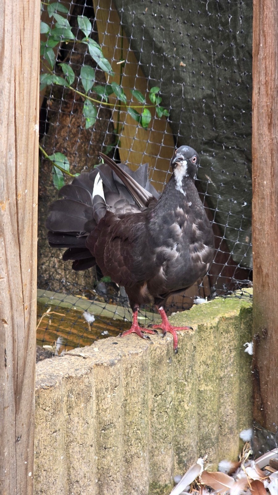 Jongsierduiv, Dieren en Toebehoren, Vogels | Duiven, Meerdere dieren, Overige soorten