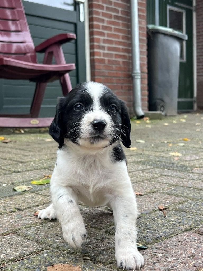 Heidewachtel kruizing, reutjes, 8 tot 15 weken, Meerdere, Meerdere dieren, Middel