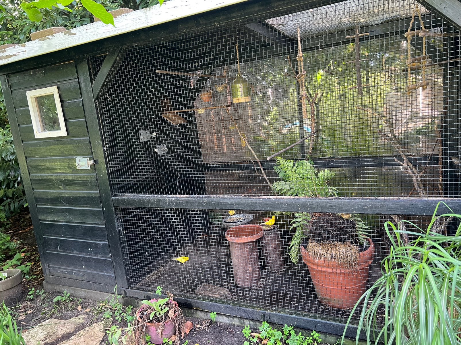Kanaries, geel bont, Dieren en Toebehoren, Pluimvee | Toebehoren, Ophalen, Zo goed als nieuw, Overige typen