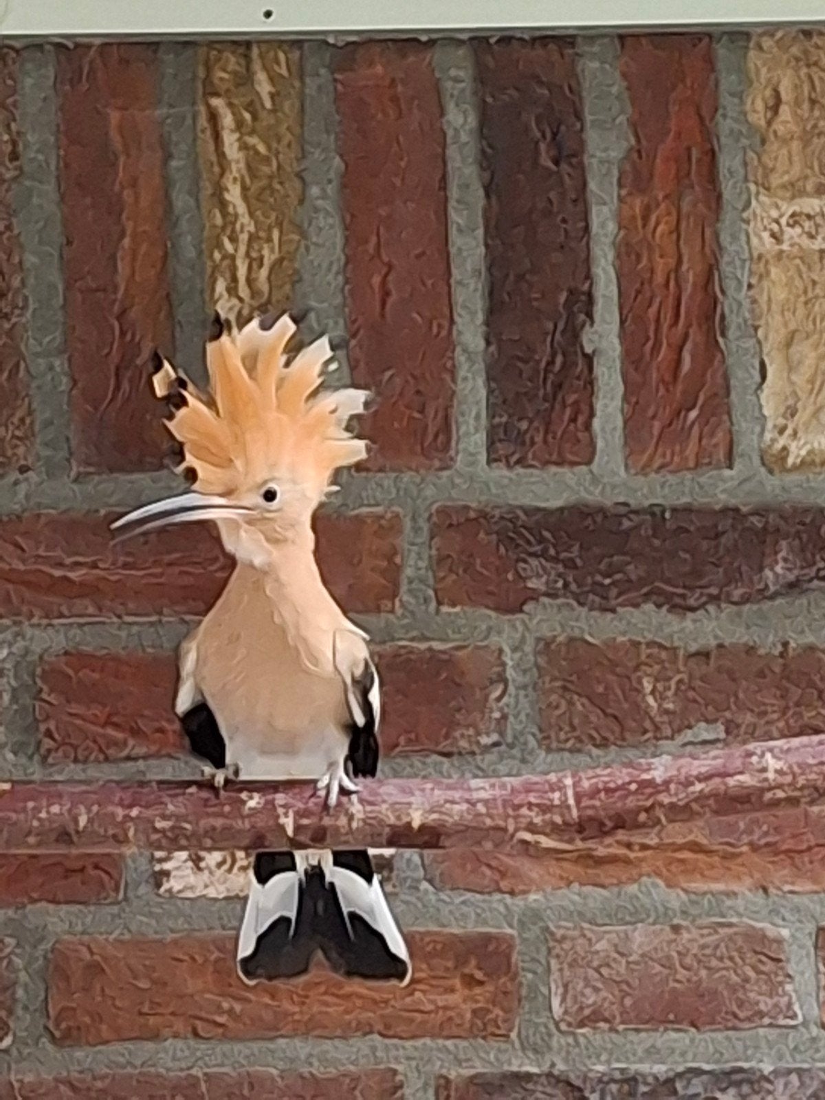 Europese hoppen, Dieren en Toebehoren, Vogels | Overige Vogels, Mannelijk, Wildzangvogel, Geringd