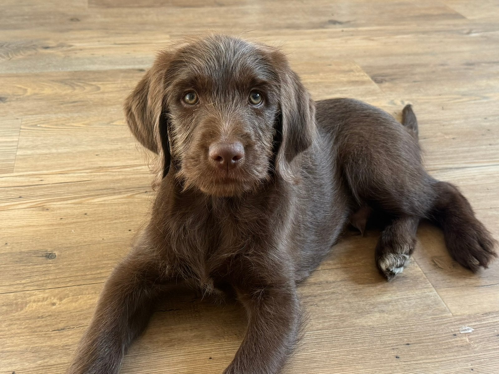 Lieve Labradoodle reu zoekt nieuw huisje, Dieren en Toebehoren, Honden | Retrievers, Spaniëls en Waterhonden, 8 tot 15 weken, Parvo